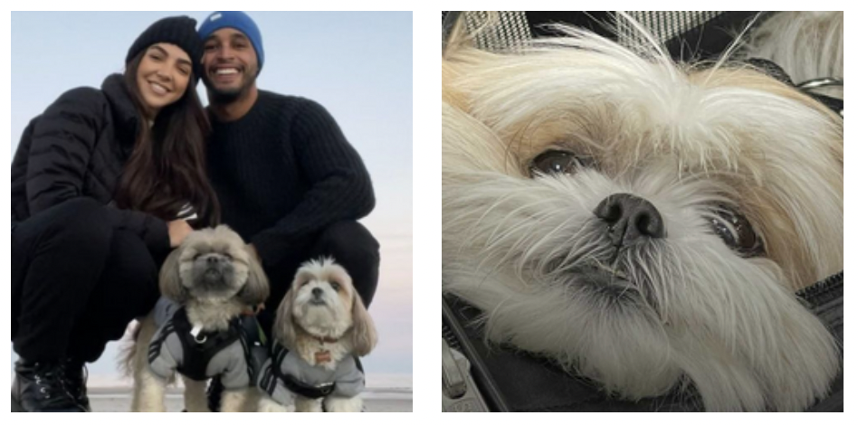 “Il nostro cane è morto ed è stato cremato senza il nostro consenso. Era con la dog sitter che ci ha inventato una storia falsa, ora sappiamo la verità: lo sfogo di Eilyn e Ray Jimenez “Il nostro cane è morto ed è stato cremato senza il nostro consenso. Era con la dog sitter che ci ha inventato una storia falsa, ora sappiamo la verità: lo sfogo di Eilyn e Ray Jimenez