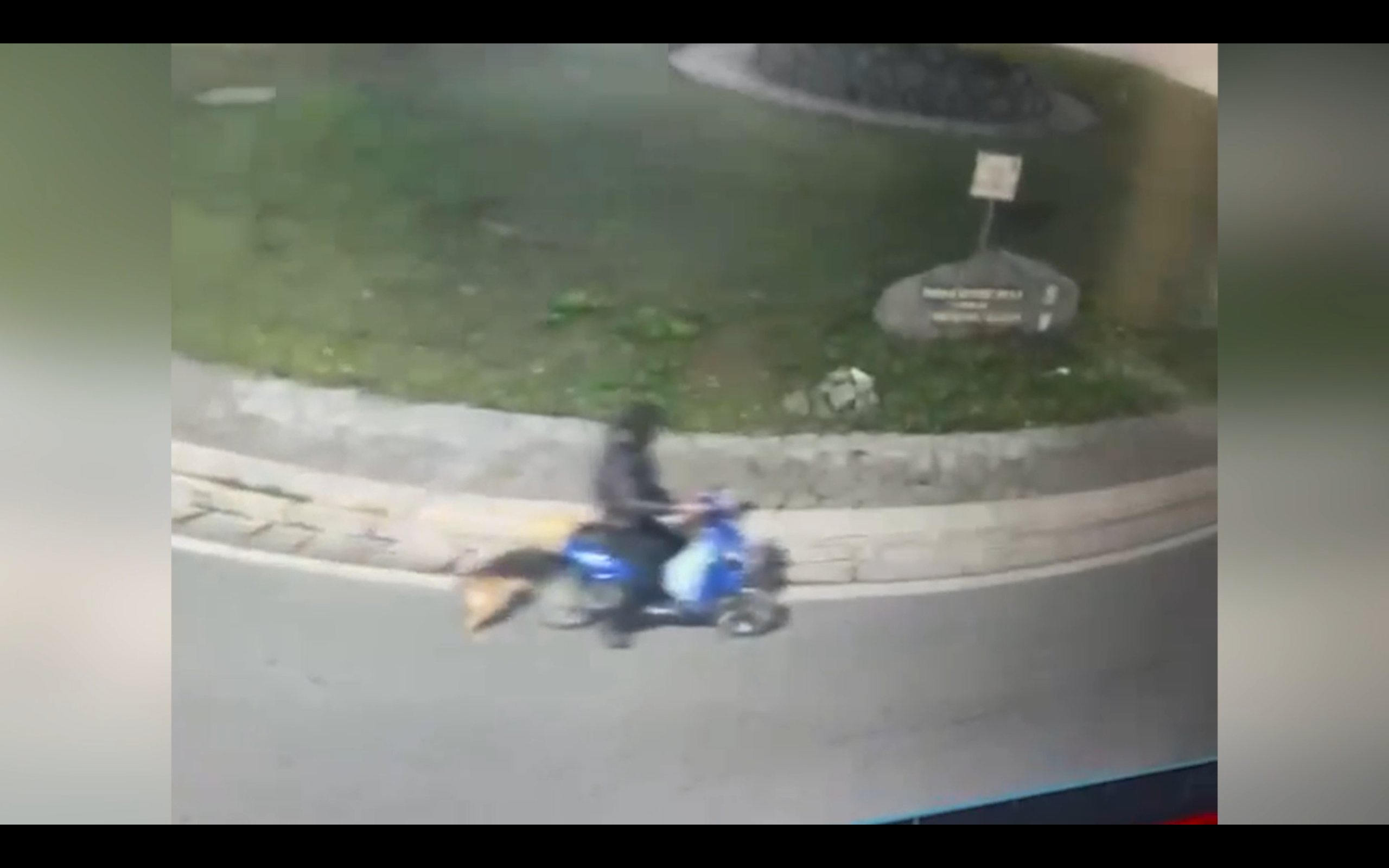 trascina il cane con una catena a strozzo per sei chilometri sull8217e bike denunciato dog sitter nel napoletano