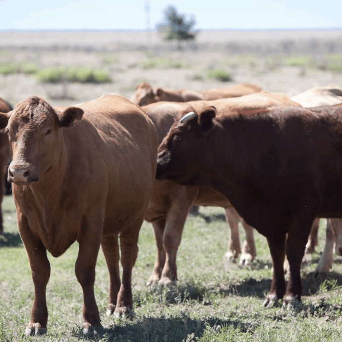 Cammina con il suo cane su un altopiano quando viene travolta da una mandria di mucche: muore a 59 anni per shock emorragico