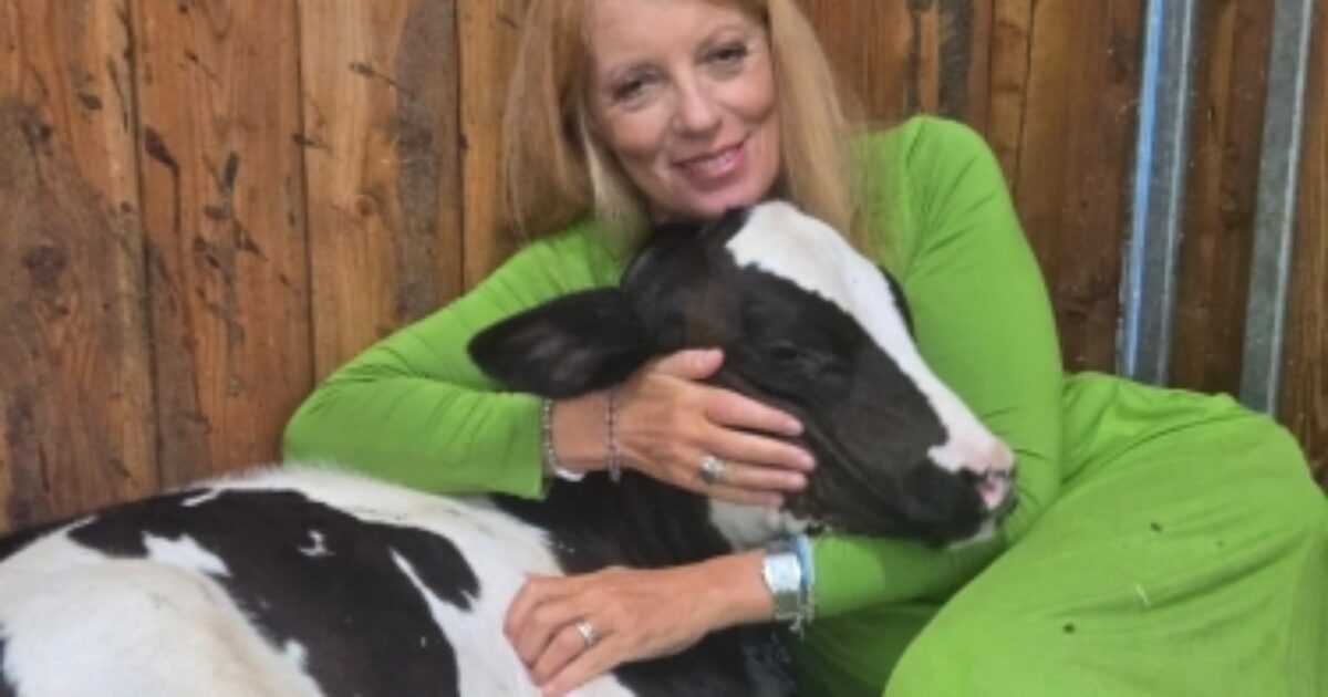 L’onorevole Brambilla compra la mucca in fuga dal macello, ma dell’animale non c’è traccia: la storia