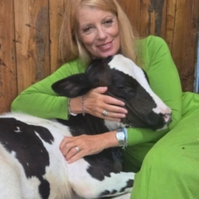 L’onorevole Brambilla compra la mucca in fuga dal macello, ma dell’animale non c’è traccia: la storia