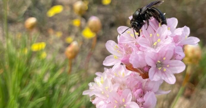 Una nuova specie di ape selvatica scoperta in Sardegna: è solitaria e forse nidifica nel suolo