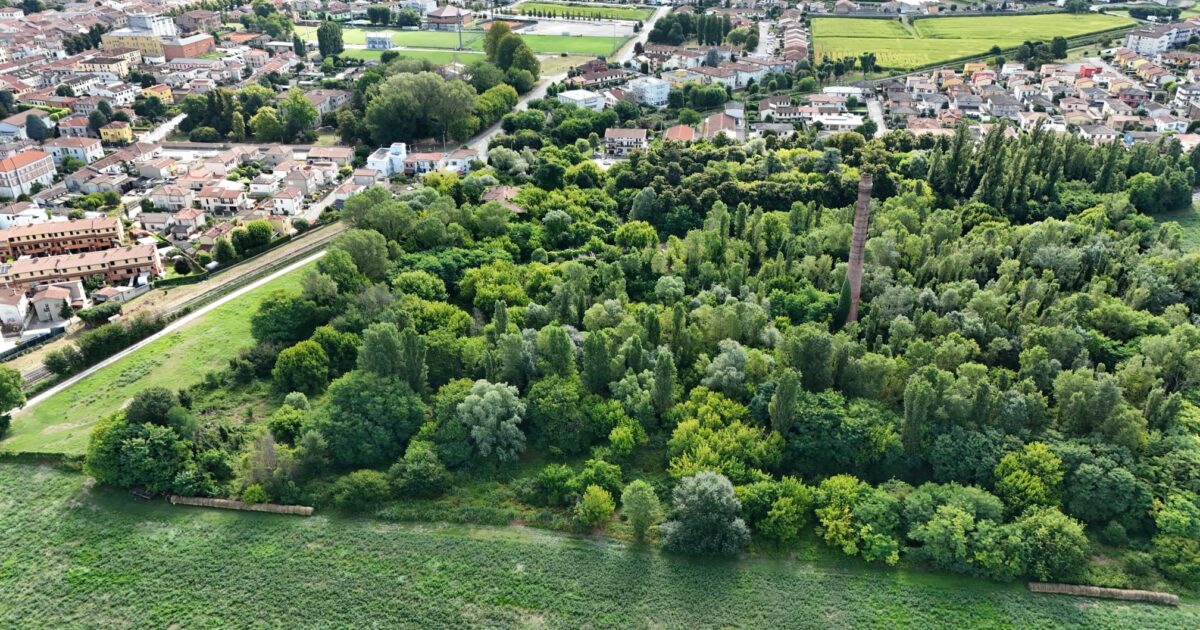 A Lendinara un bosco spontaneo dentro l’ex zuccherificio rischia di sparire per far posto a nuovi edifici A Lendinara un bosco spontaneo dentro l’ex zuccherificio rischia di sparire per far posto a nuovi edifici