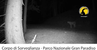 Copertina di L’emozionante avvistamento di una lince nel Parco Nazionale Gran Paradiso: il felino si era estinto sulle Alpi. Il video