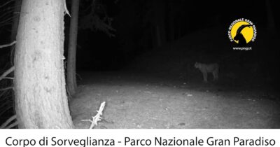 Copertina di L’emozionante avvistamento di una lince nel Parco Nazionale Gran Paradiso: il felino si era estinto sulle Alpi. Il video