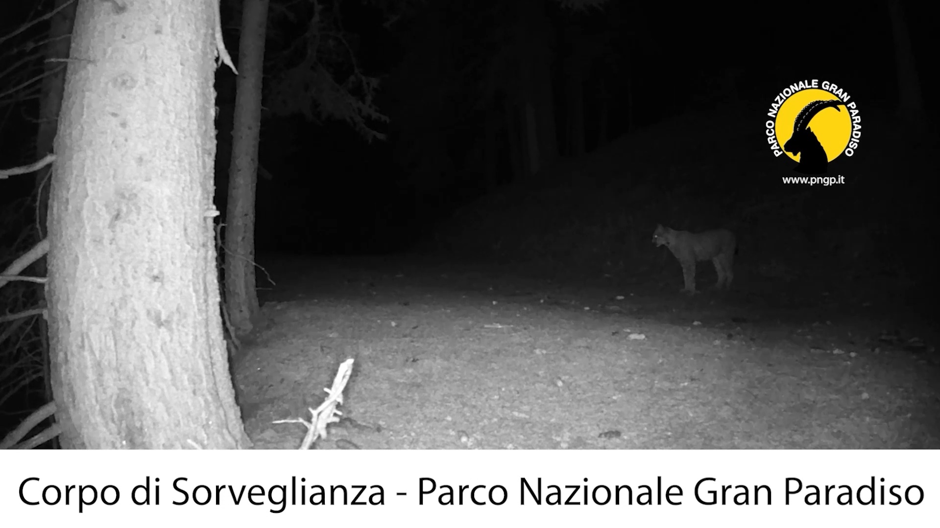 L’emozionante avvistamento di una lince nel Parco Nazionale Gran Paradiso: il felino si era estinto sulle Alpi. Il video L’emozionante avvistamento di una lince nel Parco Nazionale Gran Paradiso: il felino si era estinto sulle Alpi. Il video