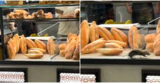 Copertina di “C’è un topo nella vetrina del panettiere, sembra Remy di Ratatouille”: ratto scorrazza tra i panini, il video choc è virale