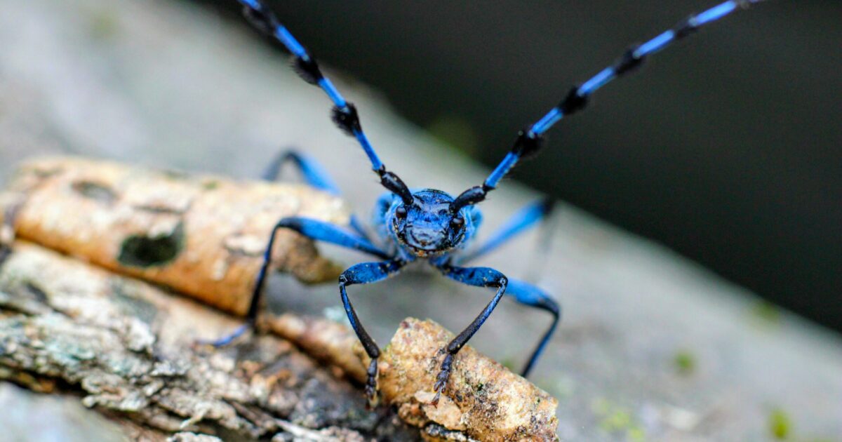 Alto Adige, una faggeta a rischio per far spazio ai bacini idrici: a salvarla sarà un raro coleottero? Alto Adige, una faggeta a rischio per far spazio ai bacini idrici: a salvarla sarà un raro coleottero?
