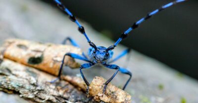 Copertina di Alto-Adige, una faggeta a rischio per far spazio ai bacini idrici: a salvarla sarà un raro coleottero?