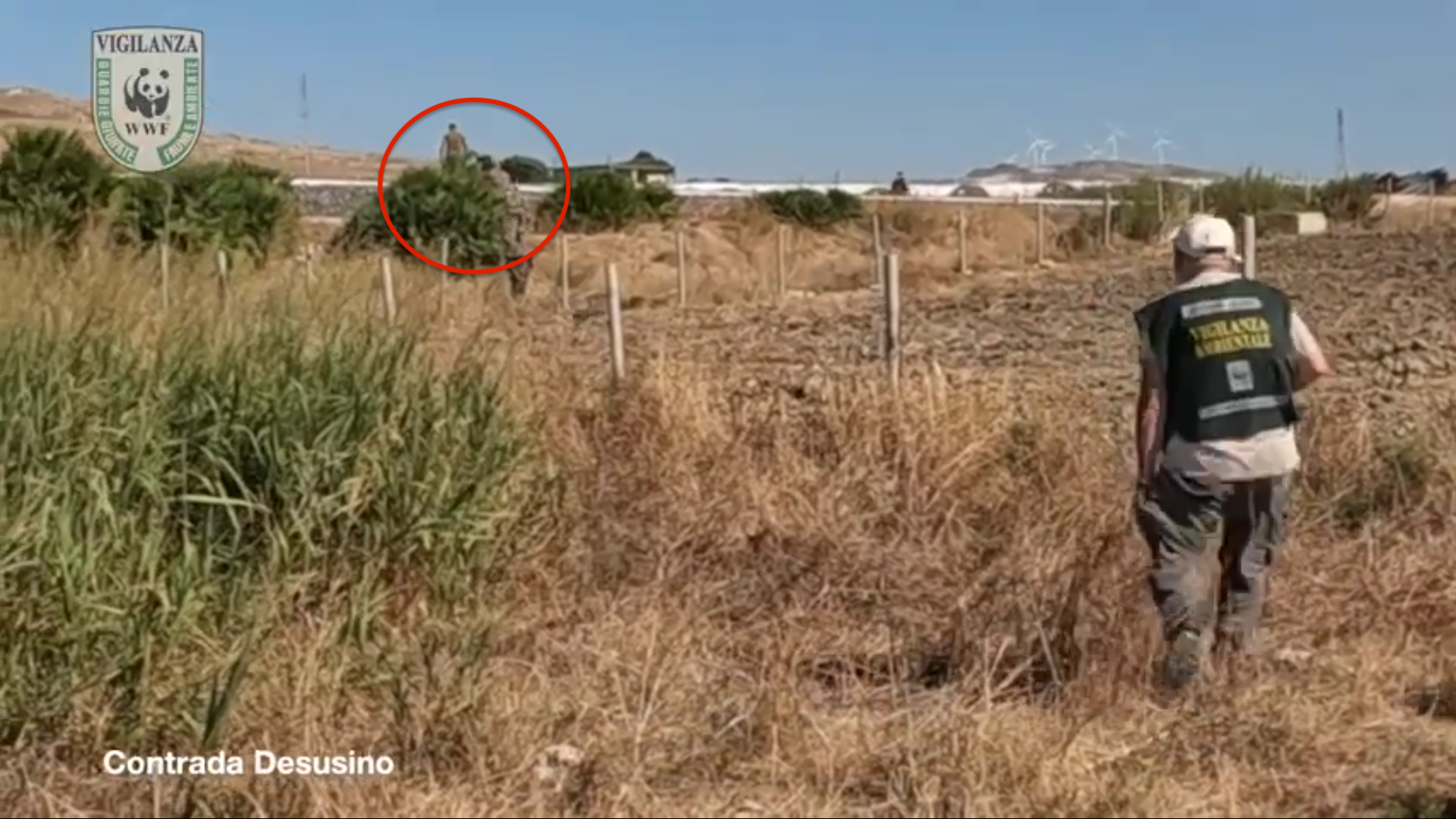 cacciano lungo la linea ferroviaria attiva il video delle doppiette che scappano all8217alt del wwf nel nisseno grave pericolo
