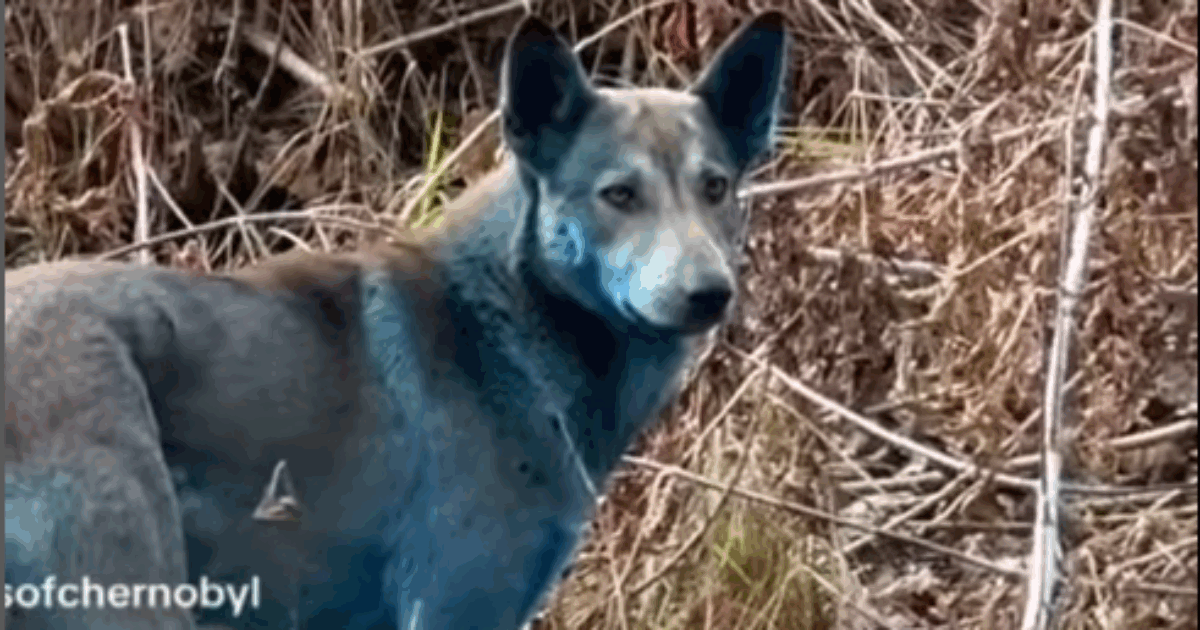 “Non sappiamo cosa stia succedendo, la gente ci chiede perché sono blu”: le nuove immagini dei cani di Chernobyl riaprono il dibattito. Ecco come stanno le cose