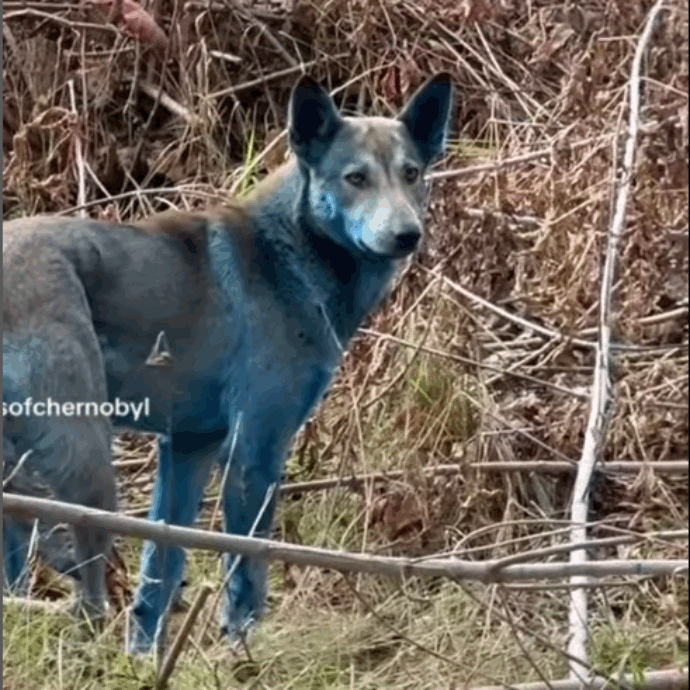 “Non sappiamo cosa stia succedendo, la gente ci chiede perché sono blu”: le nuove immagini dei cani di Chernobyl riaprono il dibattito. Ecco come stanno le cose