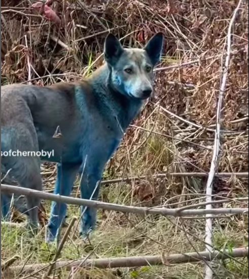 “Non sappiamo cosa stia succedendo, la gente ci chiede perché sono blu”: le nuove immagini dei cani di Chernobyl riaprono il dibattito. Ecco come stanno le cose “Non sappiamo cosa stia succedendo, la gente ci chiede perché sono blu”: le nuove immagini dei cani di Chernobyl riaprono il dibattito. Ecco come stanno le cose