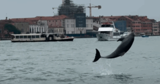Copertina di “Salviamo il delfino Mimmo, facciamolo tornare in mare!”: la star della Laguna di Venezia è a rischio, ma c’è chi organizza tour per farsi una foto