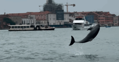 Copertina di “Salviamo il delfino Mimmo, facciamolo tornare in mare!”: la star della Laguna di Venezia è a rischio, ma c’è chi organizza tour per farsi una foto