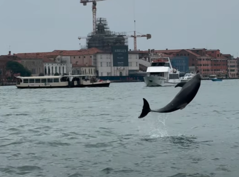 salviamo il delfino mimmo facciamolo tornare in mare la star della laguna di venezia 232 a rischio ma c8217232 chi organizza tour per farsi una foto da Ilfattoquotidiano.it salviamo il delfino mimmo facciamolo tornare in mare la star della laguna di venezia 232 a rischio ma c8217232 chi organizza tour per farsi una foto