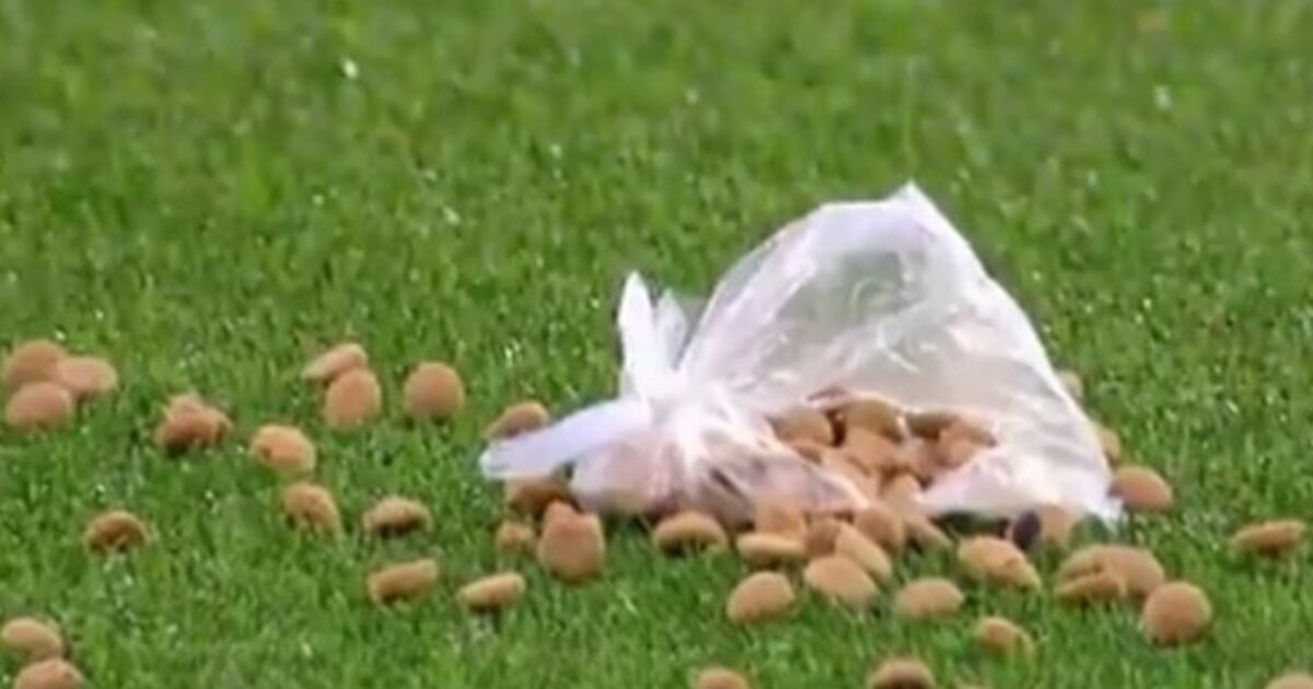 Dal lancio di cibo per cani alla promessa di un kg di pasta: i metodi “culinari” per tornare alla vittoria | Domeniche Bestiali Dal lancio di cibo per cani alla promessa di un kg di pasta: i metodi “culinari” per tornare alla vittoria | Domeniche Bestiali