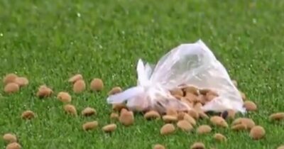 Copertina di Dal lancio di cibo per cani alla promessa di un kg di pasta: i metodi “culinari” per tornare alla vittoria | Domeniche Bestiali