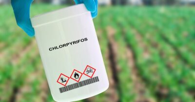 Copertina di “Anomalie cerebrali e nello sviluppo motorio dei bambini esposti a questo insetticida”: l’allarme nel nuovo studio della Columbia University