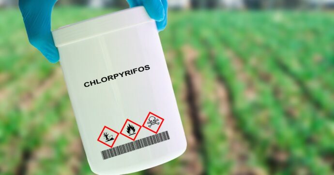 “Anomalie cerebrali e nello sviluppo motorio dei bambini esposti a questo insetticida”: l’allarme nel nuovo studio della Columbia University