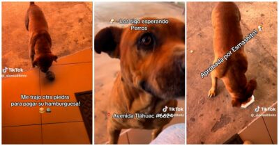 Copertina di “Questo cane è un mio cliente. Viene davanti al mio ristorante e mi paga con le pietre per avere un hamburger”: il gesto commuove Tiktok