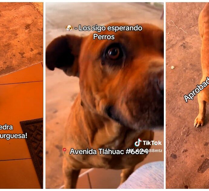 “Questo cane è un mio cliente. Viene davanti al mio ristorante e mi paga con le pietre per avere un hamburger”: il gesto commuove Tiktok