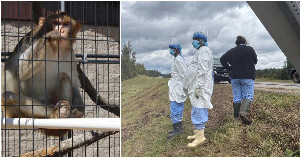 Tre scimmie da laboratorio in fuga dopo un incidente. Cinque esemplari uccisi “per errore”