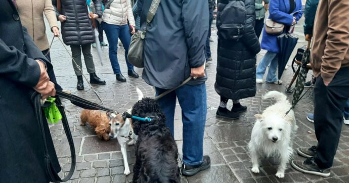 Veterinari sfrattati i cani vanno in piazza