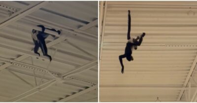 Copertina di “C’è una scimmia con un pannolino che si è arrampicata alle travi del soffitto”: il video diventa virale