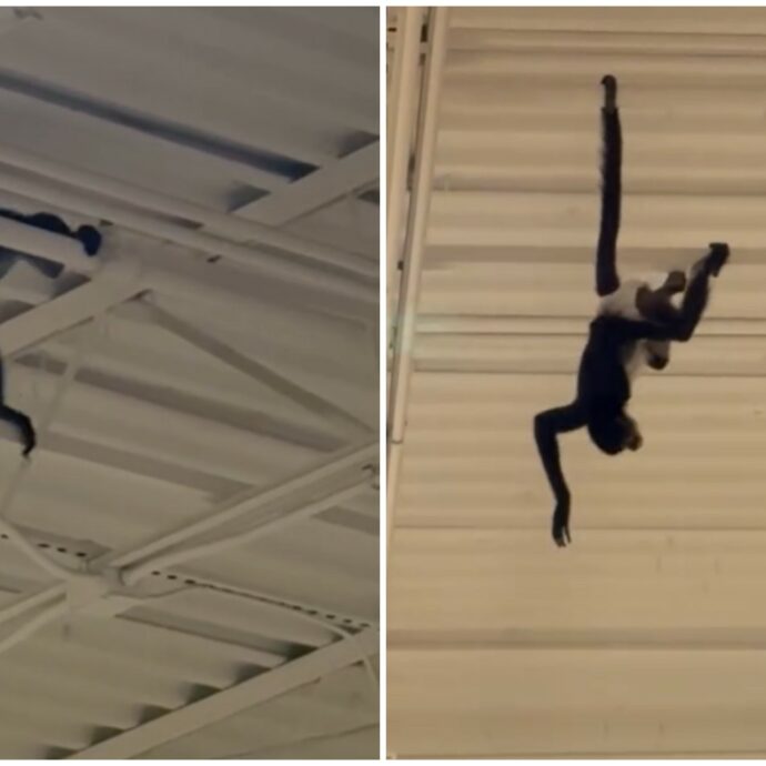 “C’è una scimmia con un pannolino che si è arrampicata alle travi del soffitto”: il video diventa virale