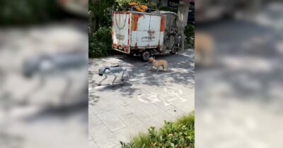 Copertina di Il “cane” porta a spasso il cane: la scena surreale fa il giro del web. Ecco come è possibile