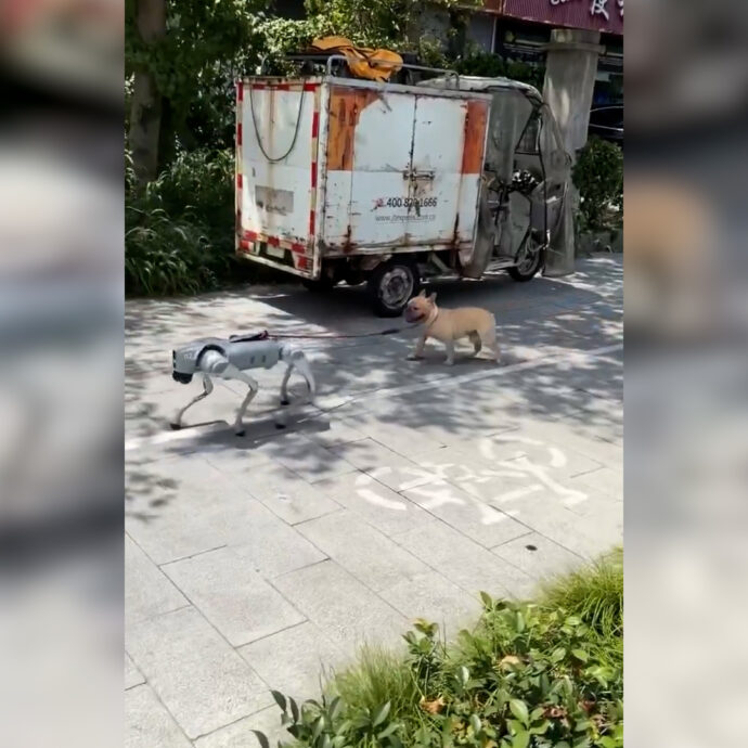 Il “cane” porta a spasso il cane: la scena surreale fa il giro del web. Ecco come è possibile