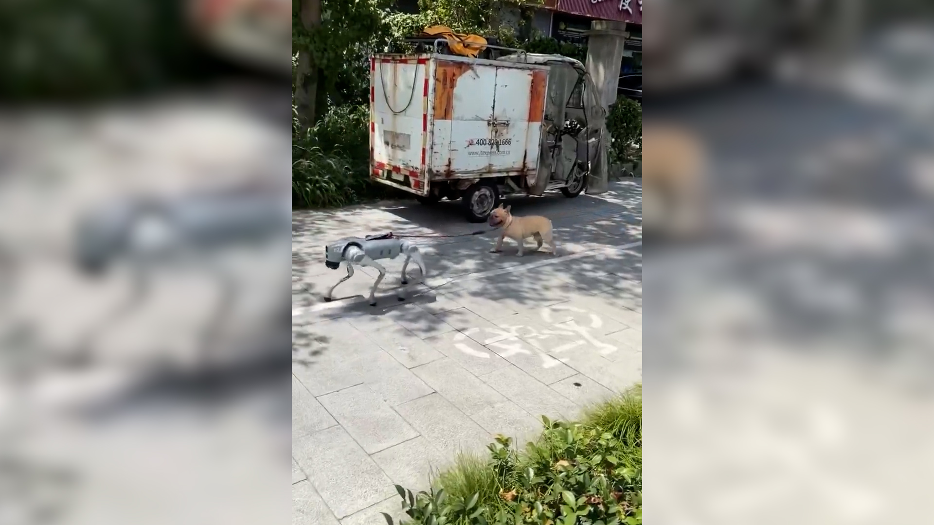 Il “cane” porta a spasso il cane: la scena surreale fa il giro del web. Ecco come è possibile Il “cane” porta a spasso il cane: la scena surreale fa il giro del web. Ecco come è possibile