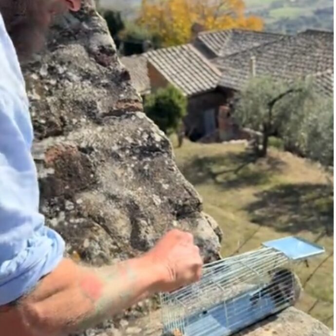 “Un altro ti avrebbe fatto secco e ti avrebbe messo il veleno”: la “ramanzina” di Jovanotti al topo che gli ha rosicchiato per mesi i cavi dello studio – VIDEO