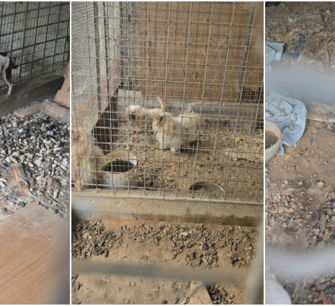 “Topi morti, montagne di escrementi e malattie, è un vero e proprio lager”: le foto choc di un canile abusivo a Taormina