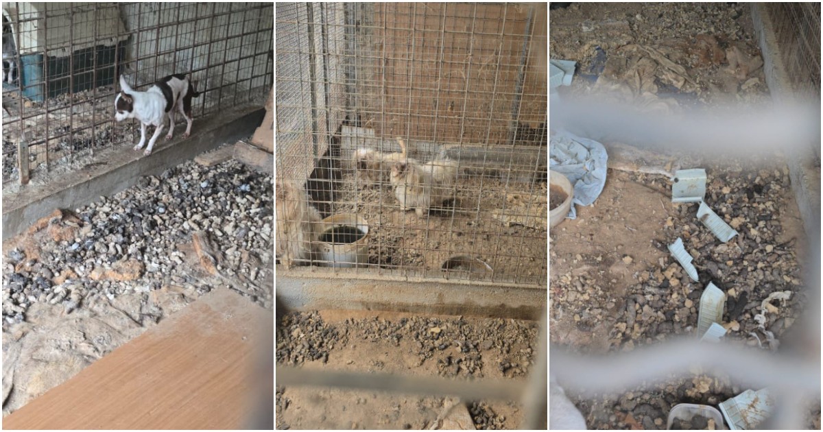 “Topi morti, montagne di escrementi e malattie, è un vero e proprio lager”: le foto choc di un canile abusivo a Taormina