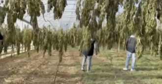 Copertina di Le immagini della maxi piantagione di marijuana scoperta nel Cagliaritano: sette serre con oltre 9mila arbusti