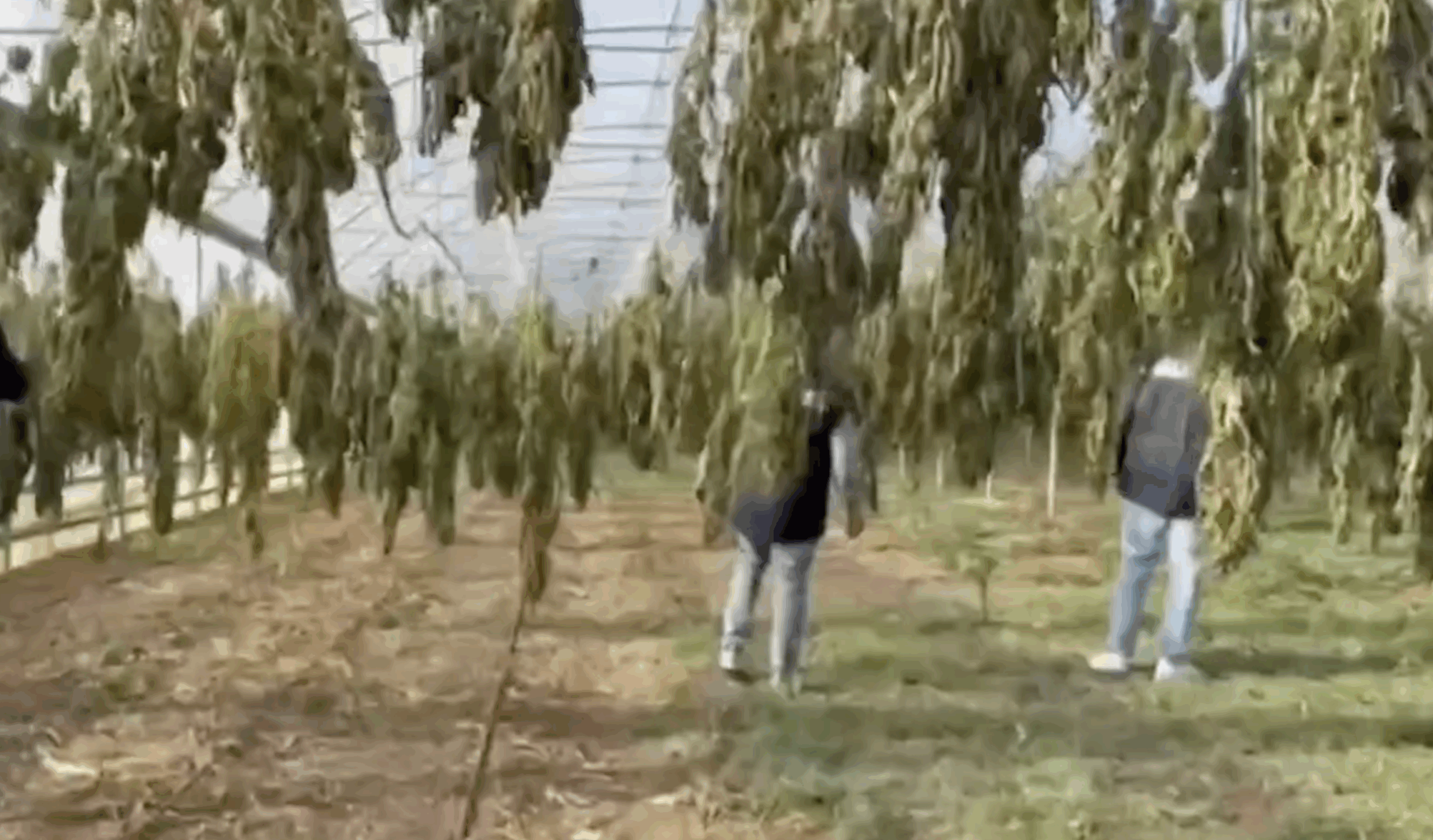 Le immagini della maxi piantagione di marijuana scoperta nel Cagliaritano: sette serre con oltre 9mila arbusti Le immagini della maxi piantagione di marijuana scoperta nel Cagliaritano: sette serre con oltre 9mila arbusti