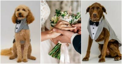 Copertina di “Avremmo voluto che fossero con noi, ma non è stato possibile”: lasciano i loro cani in pensione mentre festeggiano il loro matrimonio, al ritorno trovano una sorpresa incredibile