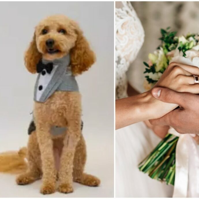 “Avremmo voluto che fossero con noi, ma non è stato possibile”: lasciano i loro cani in pensione mentre festeggiano il loro matrimonio, al ritorno trovano una sorpresa incredibile