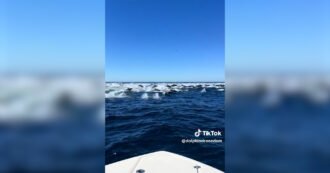 Copertina di “Cos’è questo rumore? Non è una barca”: i delfini “corrono” velocissimi. L’incredulità dell’osservatore di balene – Video