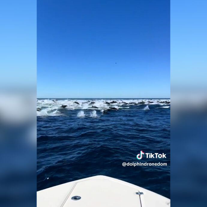 “Cos’è questo rumore? Non è una barca”: i delfini “corrono” velocissimi. L’incredulità dell’osservatore di balene – Video