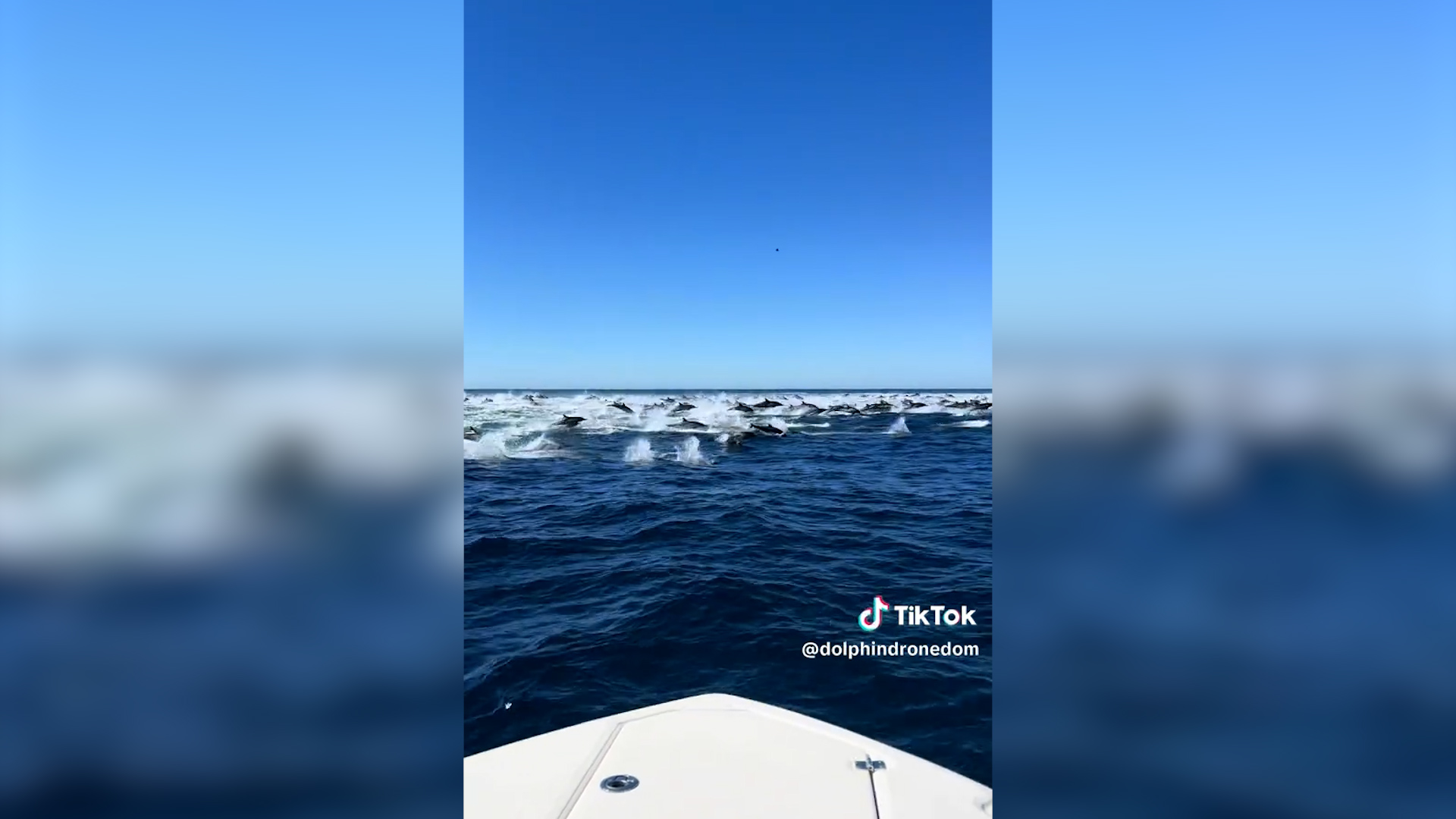 “Cos’è questo rumore? Non è una barca”: i delfini “corrono” velocissimi. L’incredulità dell’osservatore di balene – Video “Cos’è questo rumore? Non è una barca”: i delfini “corrono” velocissimi. L’incredulità dell’osservatore di balene – Video