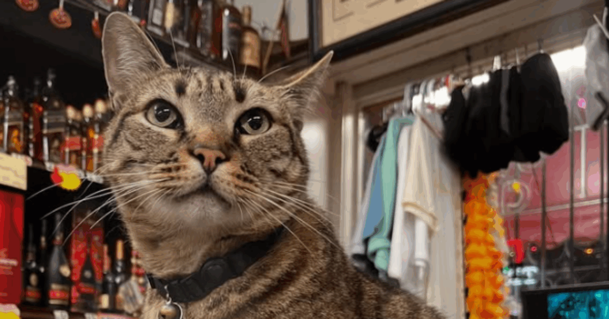 “La ruota posteriore destra lo ha colpito. Ora non sarà più lo stesso senza le sue zampette”: auto a guida autonoma investe il gatto Kit Kat, la rabbia dei proprietari