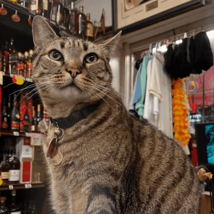 “La ruota posteriore destra lo ha colpito. Ora non sarà più lo stesso senza le sue zampette”: auto a guida autonoma investe il gatto Kit Kat, la rabbia dei proprietari