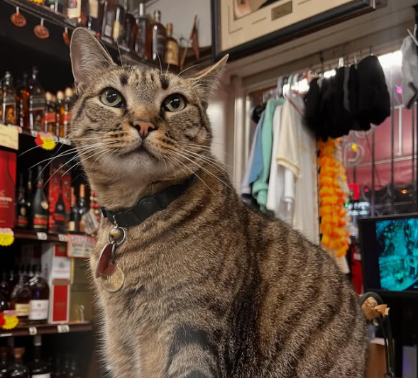 la ruota posteriore destra lo ha colpito ora non sar224 pi249 lo stesso senza le sue zampette auto a guida autonoma investe il gatto kit kat la rabbia dei proprietari da Ilfattoquotidiano.it la ruota posteriore destra lo ha colpito ora non sar224 pi249 lo stesso senza le sue zampette auto a guida autonoma investe il gatto kit kat la rabbia dei proprietari