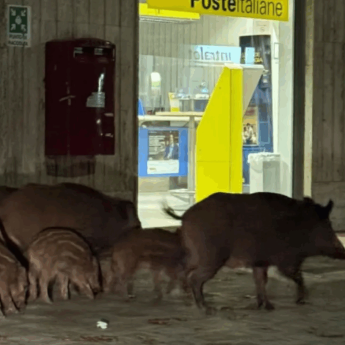Famiglia di cinghiali in fila alle poste: la foto nel centro di Vibo Valentia diventa virale, ma cresce la preoccupazione dei cittadini