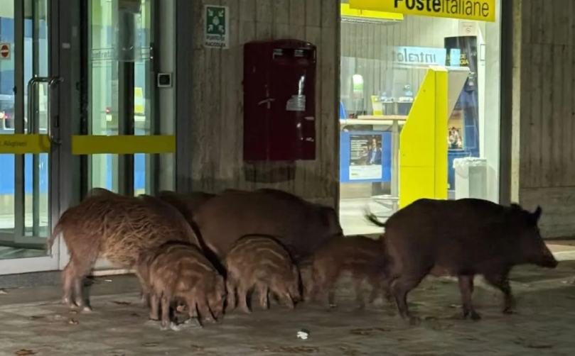 famiglia di cinghiali in fila alle poste la foto nel centro di vibo valentia diventa virale ma cresce la preoccupazione dei cittadini