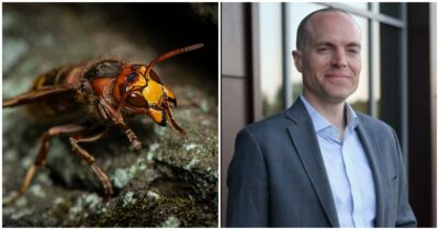 Copertina di “I loro corpi erano coperti di macchie rosse, non avevo mai visto niente di così grave”: attaccati da uno sciame di calabroni di giganti, padre e figlio muoiono mentre fanno la zipline