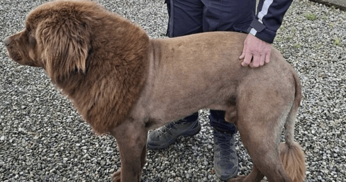 “C’è una creatura simile a un leone che si aggira nei boschi”: dopo le ricerche e i video in rete, si scopre tutta la verità